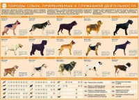 Комплект плакатов "Кинология" - «globural.ru» - Воткинск