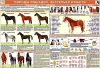 Комплект плакатов "Служебное коневодство" - «globural.ru» - Воткинск