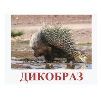 Карточки Домана "Дикие животные-3" - «globural.ru» - Воткинск