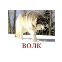 Карточки Домана "Дикие животные-1" - «globural.ru» - Воткинск