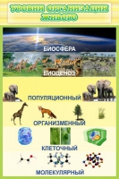 Стенд "Уровни организации живого" - «globural.ru» - Воткинск