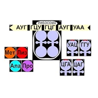 Модель-аппликация "Биосинтез белка" (ламинированная) - «globural.ru» - Воткинск