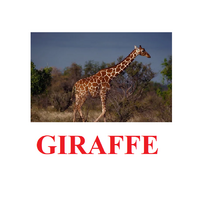 "Wild Animals-1" ("Дикие животные-1") английские карточки Домана - «globural.ru» - Воткинск