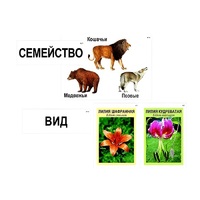 Модель-аппликация "Классификация растений и животных" (ламинированная) - «globural.ru» - Воткинск