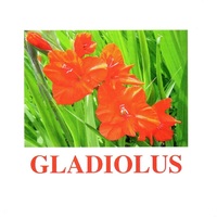 "Flowers-1" ("Цветы-1") английские карточки Домана - «globural.ru» - Воткинск