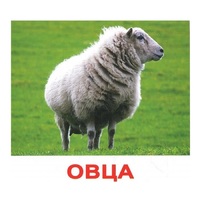 .Карточки Домана "Домашние животные" - «globural.ru» - Воткинск