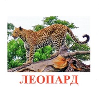 Карточки Домана "Дикие животные-2" - «globural.ru» - Воткинск