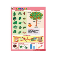 Комплект таблиц. Окружающий мир 5-6 лет. "Животные и растения". - «globural.ru» - Воткинск