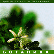 Ботаника. (Цифровая база изображений) - «globural.ru» - Воткинск