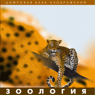 Зоология. (Цифровая база изображений) - «globural.ru» - Воткинск