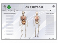 Электрифицированный стенд-тренажер "Скелетон" - «globural.ru» - Воткинск
