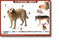 Ознакомление с окружающим миром. 1-4 класс. Комплект таблиц. Наглядные пособия для начальной школы, учебные пособия - «globural.ru» - Воткинск