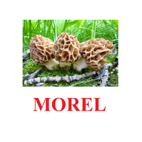 "Mushrooms" ("Грибы") английские карточки Домана - «globural.ru» - Воткинск