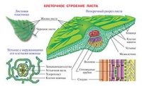 Плакаты и таблицы по биологии - «globural.ru» - Воткинск