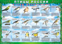 Таблица Птицы России из  4 листов в комплекте 1000*1400 винил	 - «globural.ru» - Воткинск