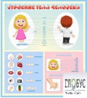 Стенд "Строение человека" для детей - «globural.ru» - Воткинск