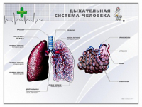 Стенд "Дыхательная система человека" - «globural.ru» - Воткинск