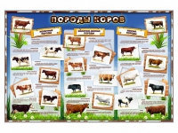 Стенд "Породы коров" - «globural.ru» - Воткинск