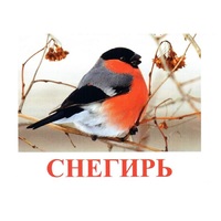 Карточки Домана "Птицы-1" - «globural.ru» - Воткинск