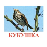 Карточки Домана "Птицы-3" - «globural.ru» - Воткинск