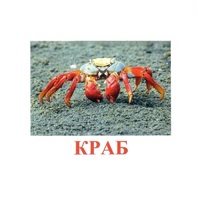 Карточки Домана "Подводный мир" - «globural.ru» - Воткинск