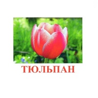 Карточки Домана "Цветы-1" - «globural.ru» - Воткинск