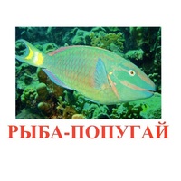 Карточки Домана "Рыбы" - «globural.ru» - Воткинск