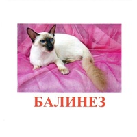 Карточки Домана "Породы кошек" - «globural.ru» - Воткинск