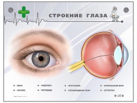 Интерактивный стенд "Строение глаза" - «globural.ru» - Воткинск