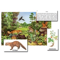 Магнитный плакат-аппликация "Лес: биоразнообразие и взаимосвязи в сообществе" - «globural.ru» - Воткинск