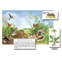 Магнитный плакат-аппликация "Луг: биоразнообразие и взаимосвязи в сообществе" - «globural.ru» - Воткинск