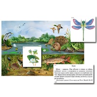 Магнитный плакат-аппликация "Водоем: биоразнообразие и взаимосвязи в сообществе" - «globural.ru» - Воткинск