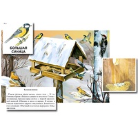 Магнитный плакат-аппликация "Биоразнообразие и экологические группы. Птицы зимой" - «globural.ru» - Воткинск