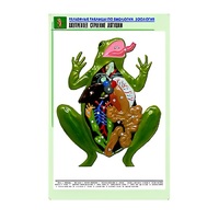 Рельефная таблица "Внутреннее строение лягушки" (формат А1, матовое ламинир.) - «globural.ru» - Воткинск