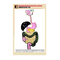 Рельефная таблица "Пищеварительный тракт" (формат А1, матовое ламинир.) - «globural.ru» - Воткинск