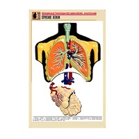 Рельефная таблица "Строение легких" (формат А1, матовое ламинир.) - «globural.ru» - Воткинск