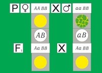 Модель-аппликация Дигибридное скрещивание. Законы Менделя. (набор из 84 карт) - «globural.ru» - Воткинск