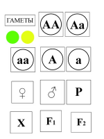 Модель-аппликация Моногибридное скрещивание и его цитологические основы - «globural.ru» - Воткинск