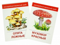Раздаточные карточки "Грибы съедобные и не съедобные" - «globural.ru» - Воткинск