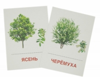 Раздаточные карточки "Деревья и кустарники" - «globural.ru» - Воткинск