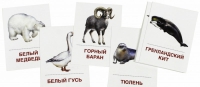 Раздаточные карточки "Животные холодных широт" - «globural.ru» - Воткинск