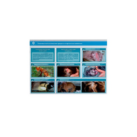 Стенд-планшет светодинамический "Изучение типических патологических процессов в организмах животных" - «globural.ru» - Воткинск