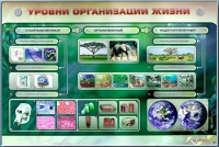 Электрифицированный стенд "Уровни организации жизни" - «globural.ru» - Воткинск