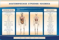Электрифицированный стенд-тренажер c макетом скелета "Анатомическое строение человека" - «globural.ru» - Воткинск