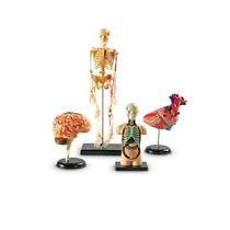 Дидактическое пособие по окружающему миру «Изучаем строение человека» (Анатомические модели) - «globural.ru» - Воткинск