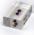 Комплект микропрепаратов для стереомикроскопа - «globural.ru» - Воткинск