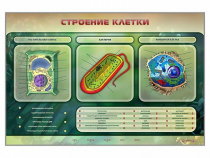 Электрифицированный стенд "Строение клетки" с маркерными полями - «globural.ru» - Воткинск