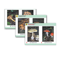 Комплект таблиц раздаточных "Грибы съедобные и несъедобные" - «globural.ru» - Воткинск