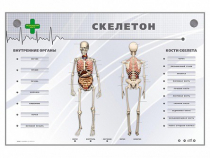 Электрифицированный стенд-тренажер "Скелетон" - «globural.ru» - Воткинск