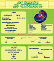 Стенд "От клетки до организма" - «globural.ru» - Воткинск